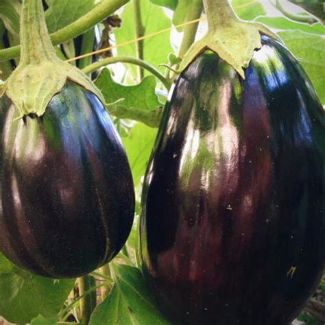 Eggplant Black Beauty Seeds The Seed Collection