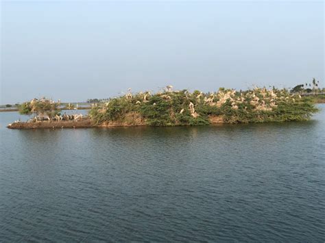 Kolleru Bird Sanctuary Eluru, West Godavari - Zoo and Wildlife ...