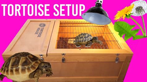 Housing For Tortoises The Pros Cons Of Tortoise Tables And Vivarium Atelier Yuwa Ciao Jp