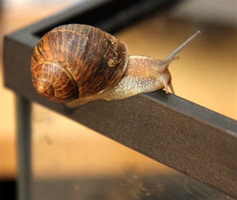 Do snails need their slime trails to move ahead? It's a sticky question