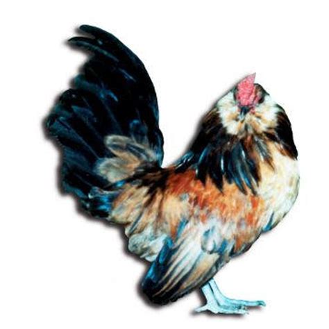 Live California Quail Chicks For Sale | Stromberg's Chickens