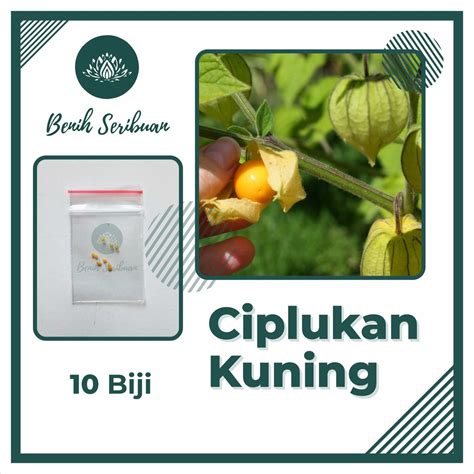 Jual 10 Benih Ciplukan Kuning Golden Berries Bibit Tanaman Buah Buahan