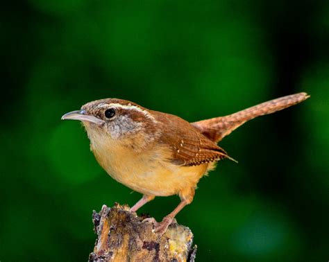 Free Images Nature Forest Branch Wildlife Beak Robin Fauna