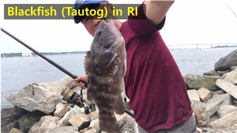 My Favorite Blackfish Tautog Fishing Spot In The Fort Adams State