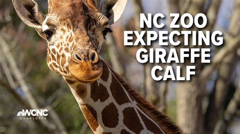 Giraffe calf born at NC Zoo | North Carolina | wcnc.com