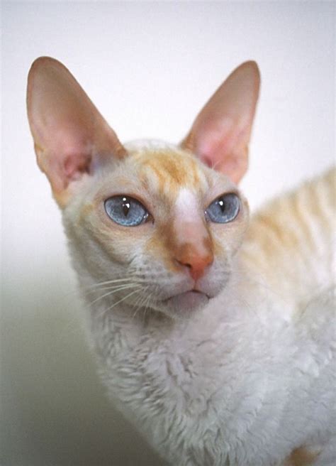 Pretty Eyes On This Cornish Rex Cat Rex Cat Puppies And Kitties Cat