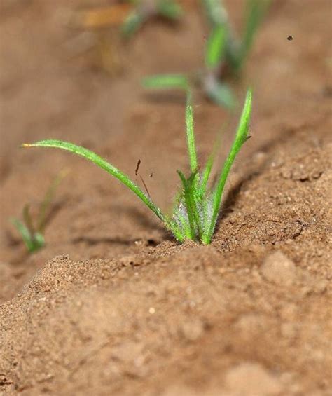 How To Grow Isabgol Plant Plantago Ovata Care • India Gardening