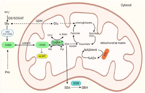 Gaba Biosynthesis In Plants Mediated By Gaba Shunts As Adapted From