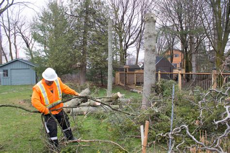 Beckett Tree Service Arborist Offers Owen Sound Tree Services