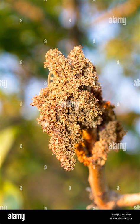 Pistachio tree flower hi-res stock photography and images - Alamy