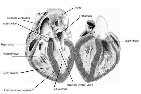 Sheep Heart Dissection Worksheet