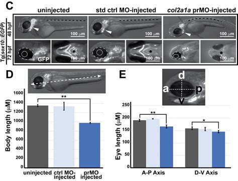 Col2a1a Knockdown Mimicked The Characteristic Features Of Human