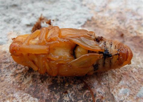 Control De Plagas En Sanidad Ambiental El Picudo Rojo Rhynchophorus