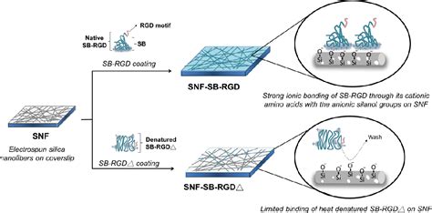 Figure From A Single Step Surface Modification Of Electrospun Silica