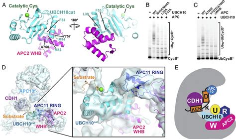 Structural Basis For Distinctive CullinRING Mechanism Of Substrate