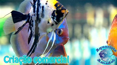 Criação comercial de peixes ornamentais YouTube