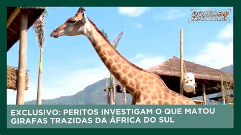 Domingo Espetacular mostra imagens inéditas da perícia de girafas