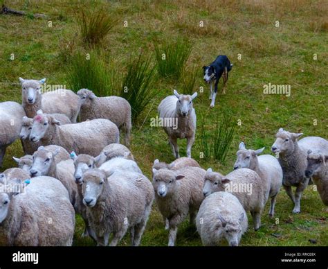 Sheepdog Herding Sheep Hi Res Stock Photography And Images Alamy