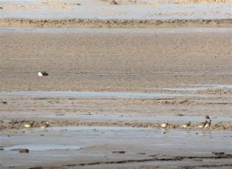 Glos Bird News On Twitter Rt Timjukes Wwt Mid Point Wheatear