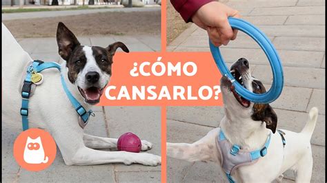 T Cnicas Efectivas Para Calmar La Arrechera De Tu Perro