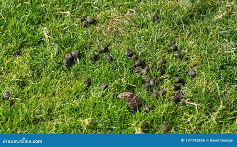 Excrementos De Ovelha E De Vaca Em Erva Verde Foto De Stock Imagem De