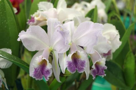 Cattleya Labiata Coerulea Cultivo Milton Linhares Flickr