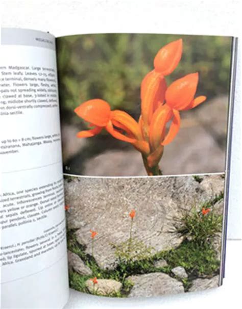 Field Guide To The Orchids Of Madagascar Oldenburger Wohngarten