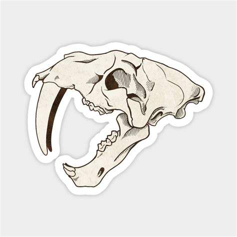 Saber Tooth Tiger Skeleton Drawing Placement And Strength Of Its