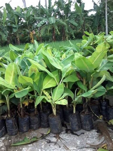 Cara Menanam Pisang Agar Cepat Berbuah Lebat Dan Menguntungkan