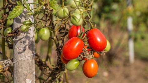 Tomaten Pflanzen So Klappt Es Mit Anbau Und Ernte NDR De Ratgeber