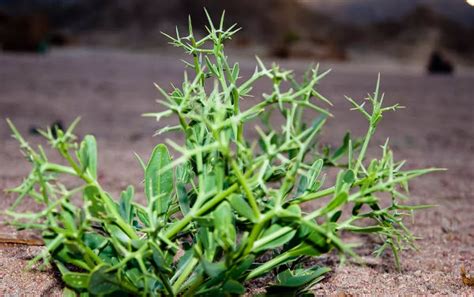 Верблюжья колючка обыкновенная. Где растет, среда обитания, от чего ...