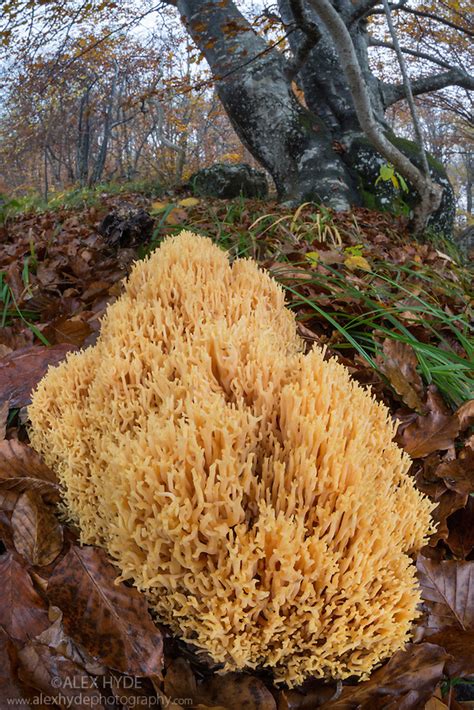 Upright Coral Fungus Ramaria Stricta Alex Hyde