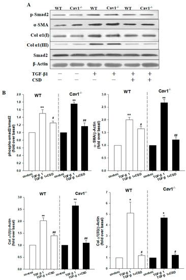 Ijms Free Full Text Caveolin Scaffolding Domain Peptides