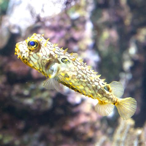 Puffer Spiny Box Burrfish Chilomycterus Schoepfi Aquatics Unlimited