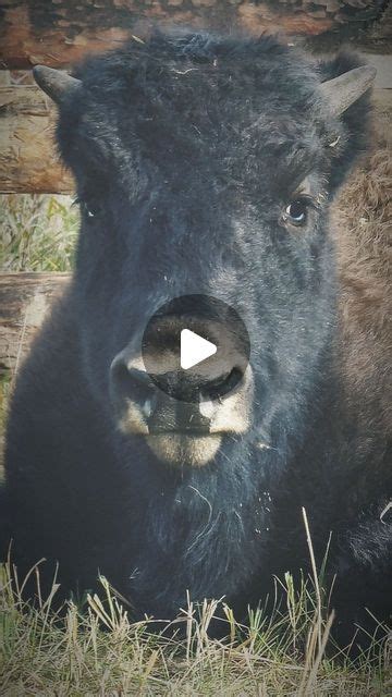 Kirill Potapov On Instagram Meet Biggie American Bison 4 Months