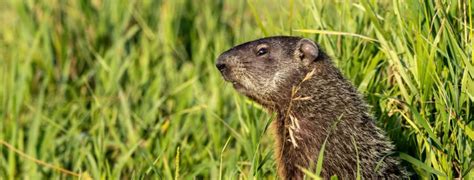 Creature Feature: Groundhog – Jefferson County Conservation