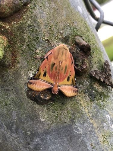 Carea Flava Inaturalist