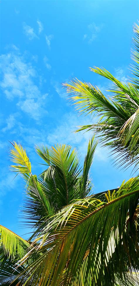 Blue Sky Blue Sky Coconut Tree Tropical Hd Phone Wallpaper Peakpx