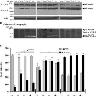 Cleavage Of ICAM 5 Is Mediated By MMP 2 And 9 A 14 DIV Neurons Were