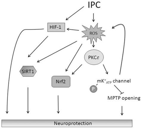 Neuroprotective Signaling Pathways Activated By ROS Following Ischemic