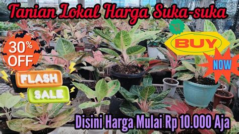 AGLONEMA TANIAN LOKAL HARGA ASIK BANYAK DISKON TANAMAN DISINI MULAI