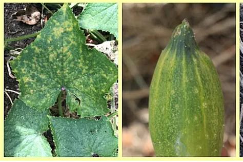 5 Subtle Signs Your Cucumber Has Gone Bad