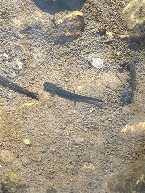 Brook Salamanders In February By Kananbell Ecosystem Type Rivers