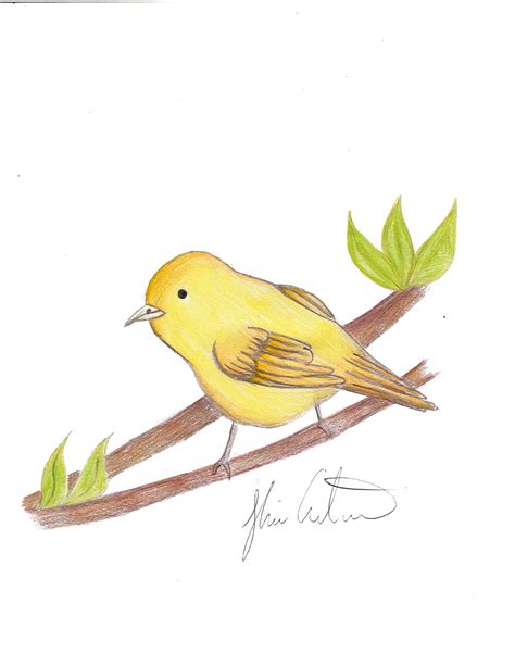 Yellow Bird Drawing at PaintingValley.com | Explore collection of ...