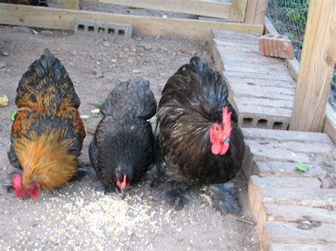 bantam-cochin-colors - BackYard Chickens Community