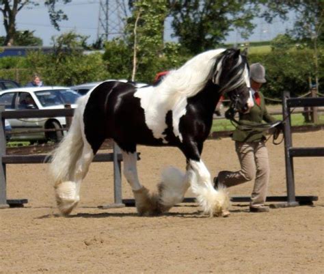 Gypsy Cob Uk Featured Stallions And Studs