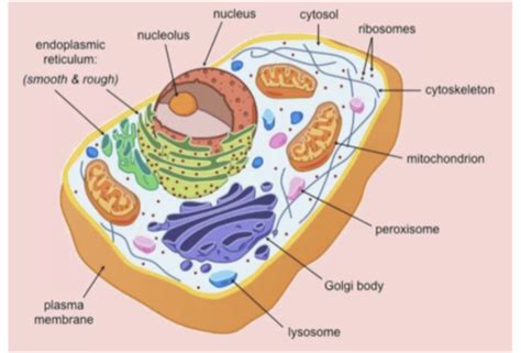 Cells Cellular Organelles Proteins And Enzymes Flashcards Quizlet