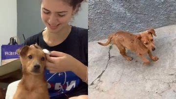 Cachorro resgatado que lutava por espaço em casa recebe veredito final