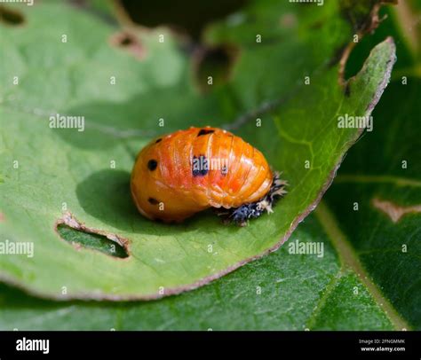 Ladybird larvae hi-res stock photography and images - Alamy