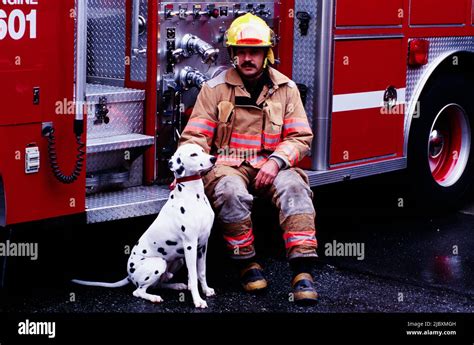 Dalmatian and firefighter sitting in a fire engine Stock Photo - Alamy